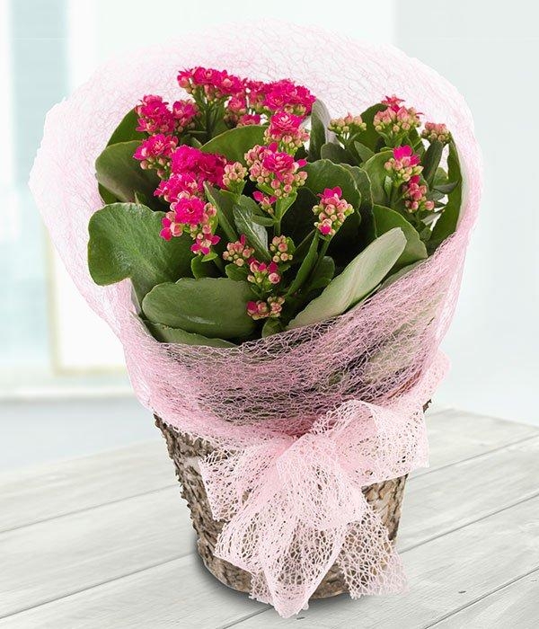 Kalanchoe*