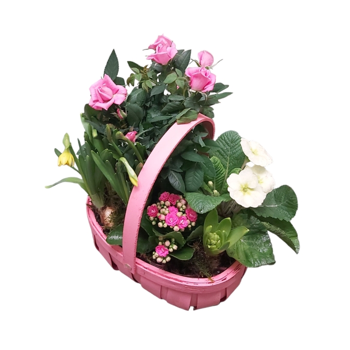 Planted Basket