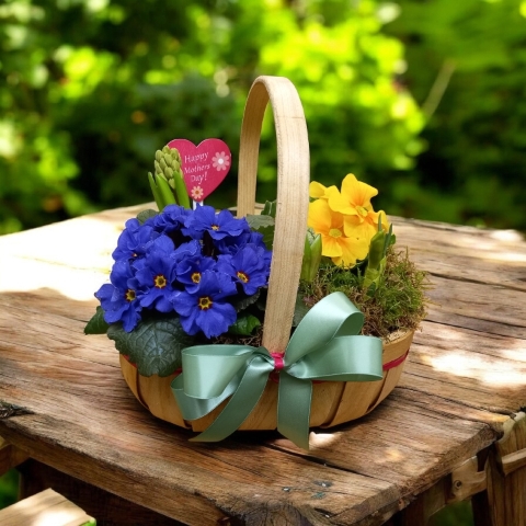 Primrose & Hyacinth Spring Bulb Trug